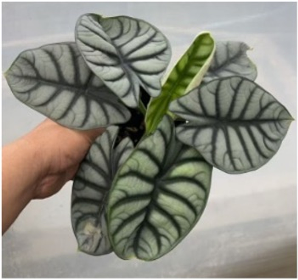 Алоказия White Rhinoceros (30) д.11