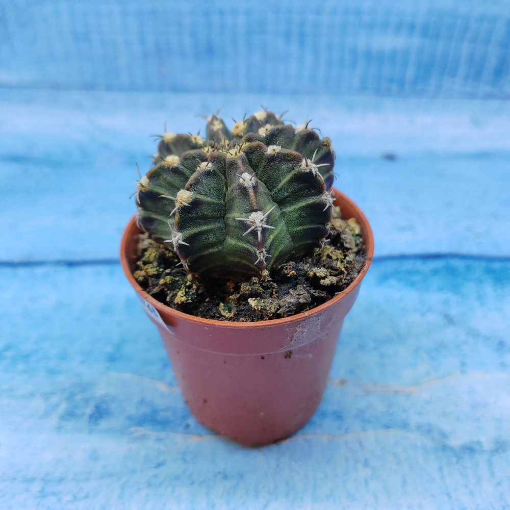 Gymnocalycium Friedrichii (Гимнокалициум)