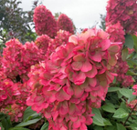 Бонфаер «Bloody Marie» С5