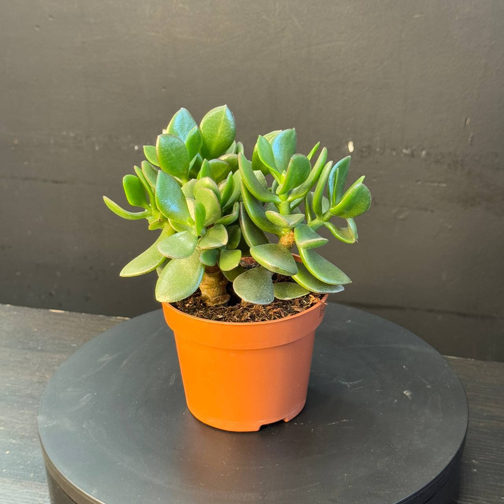 Суккулент из рода Крассула (Crassula)