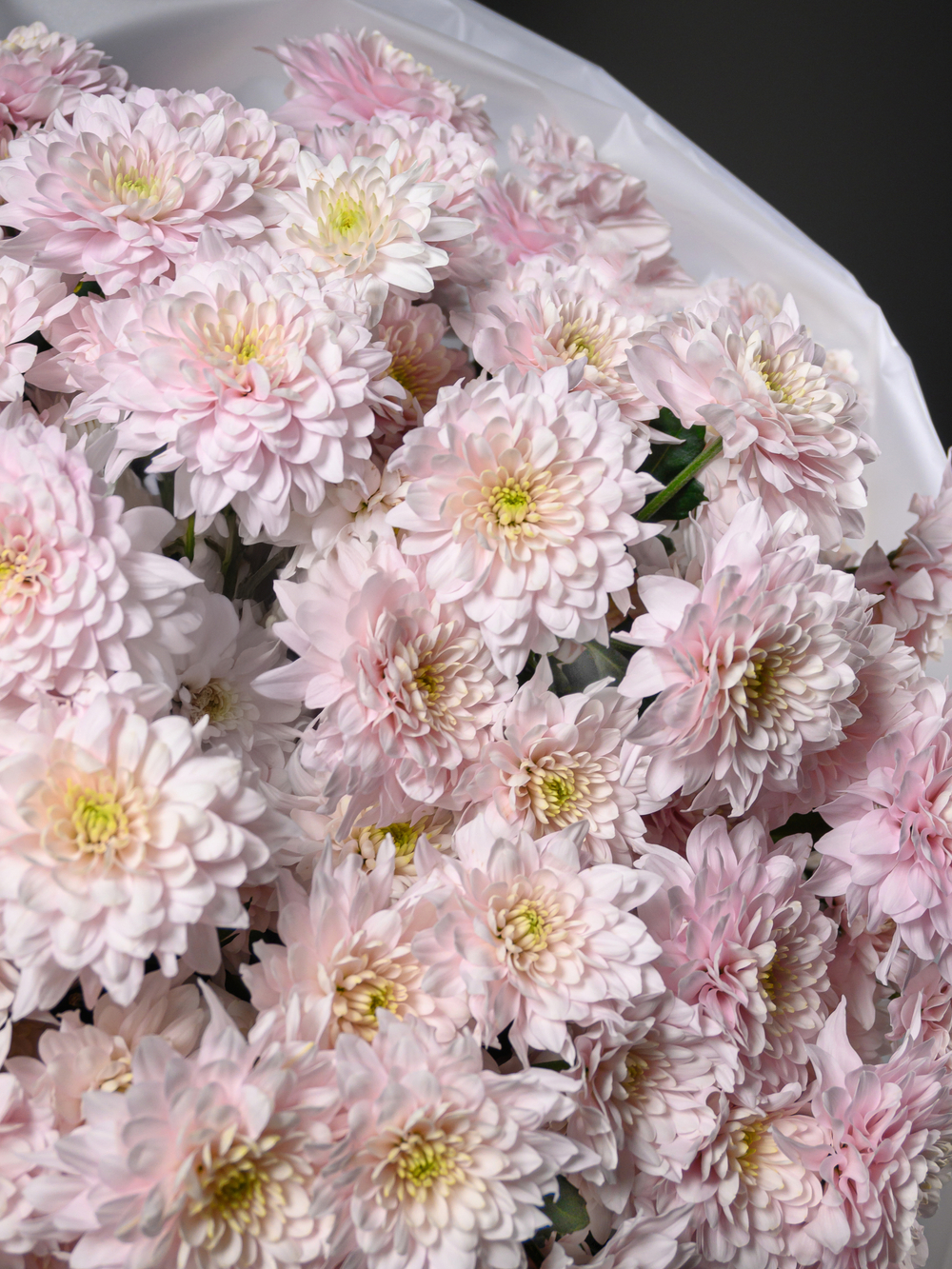 Моно букет из 25 цветных хризантем