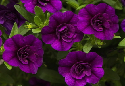 ЕВРО Калибрахоа Mini Famous Uno double purple ice укорененный черенок ОКС