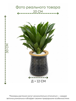 Драцена Sun God д.11, горшок с автополивом