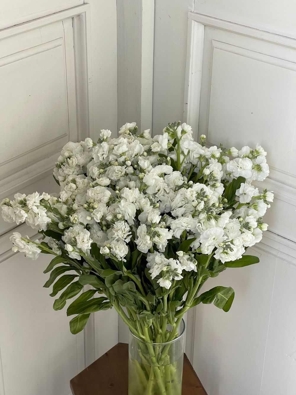 Маттиола кустовая в белом оттенке