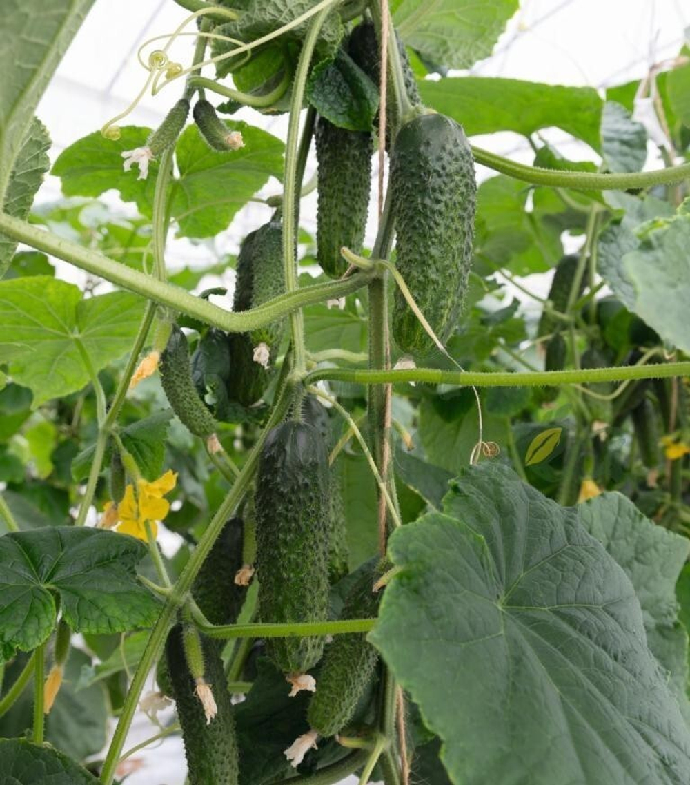 Огурец Анзор F1 7шт Мировые Семена VITA GREEN