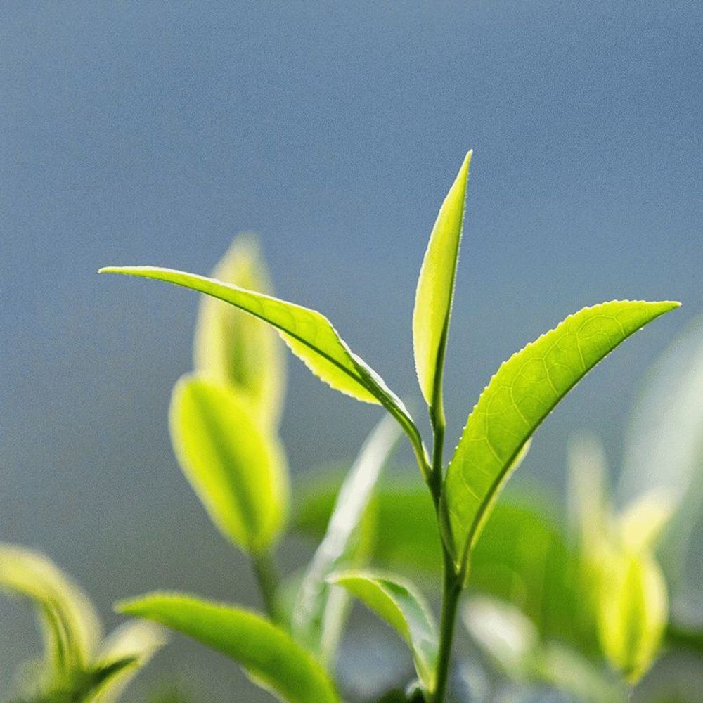 Белый чай (White Tea)