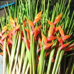 Геликония BIHAI LOBSTER CLAW II