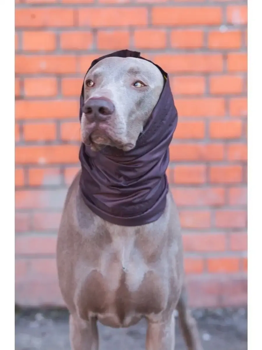 Снуды для собак непромокаемый шапка шарф для животных