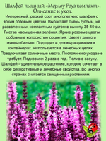Шалфей розовый Мерлоу Роуз Салвия многолетник