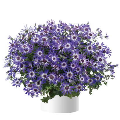 Цинерария ЕВРО вегетативная (Перикаллис)