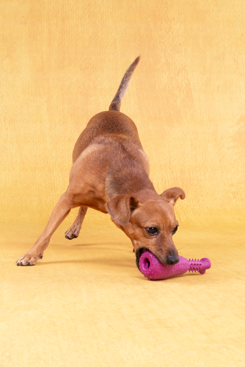 Игрушка для собак "Куриная ножка", 15,5 х 6 х 6 см, резина, в ассортименте, Flamingo