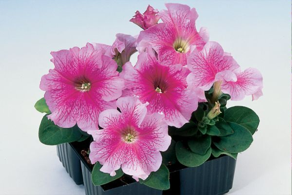 Петуния грандифлора Танго Роуз Вейнед (1000др) Витагрин Профи