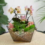 Готовый флорариум с орхидеей Голден Икос S