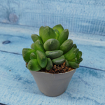 Haworthia Truncata hybride (Хавортия)