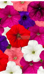 Петуния FOTOFINISH FORMULA MIX (Драже)