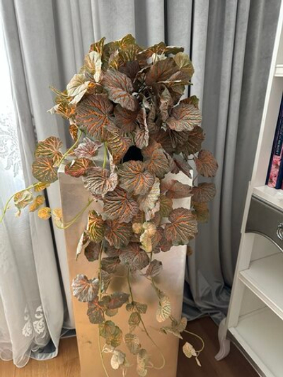 Ампельная Церопегия оранжевая в кашпо, в-90 см