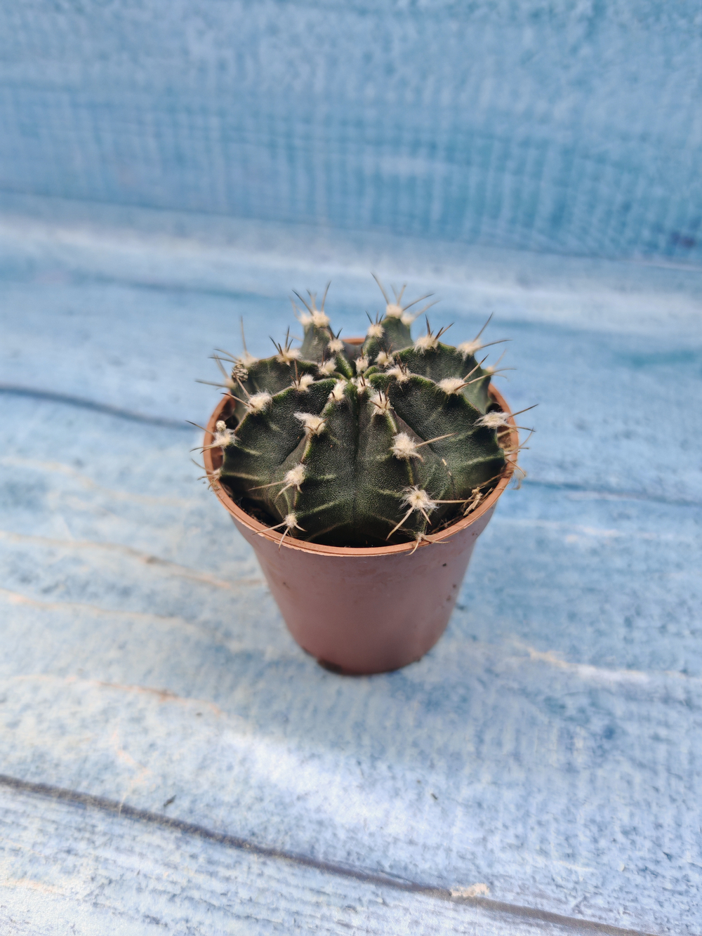 Gymnocalycium Friedrichii (Гимнокалициум)