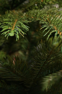 Ель 155 см Black Box Коттеджная Голландия ветви