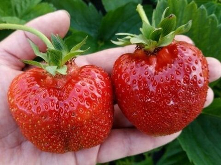 Клубника Лия Сахарная (Sugar Lia)