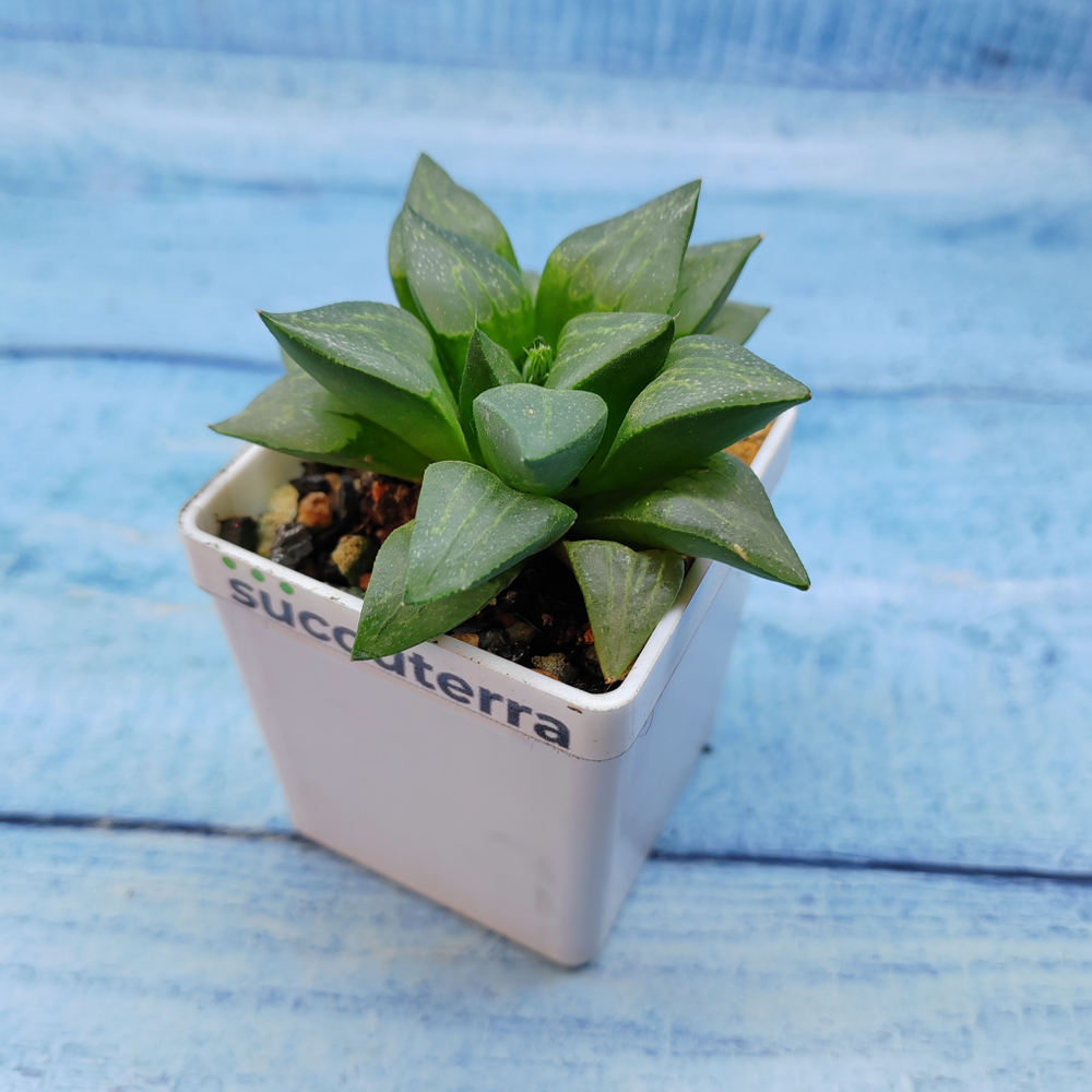 Haworthia Comptoniana Hybride hybrid (Хавортия)