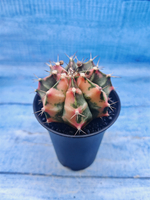 Gymnocalycium Variegata (Гимнокалициум Вариегатный)
