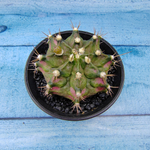 Gymnocalycium T-Rex Pink hybride (Гимнокалициум T-rex)