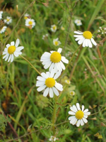 Ромашка аптечная (цветы)