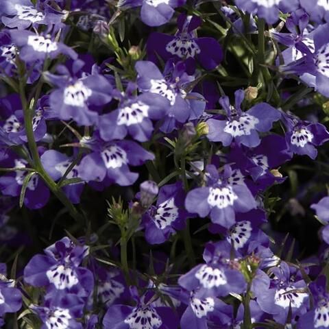 Лобелия прямостоячая Палас Блю Виз Ай