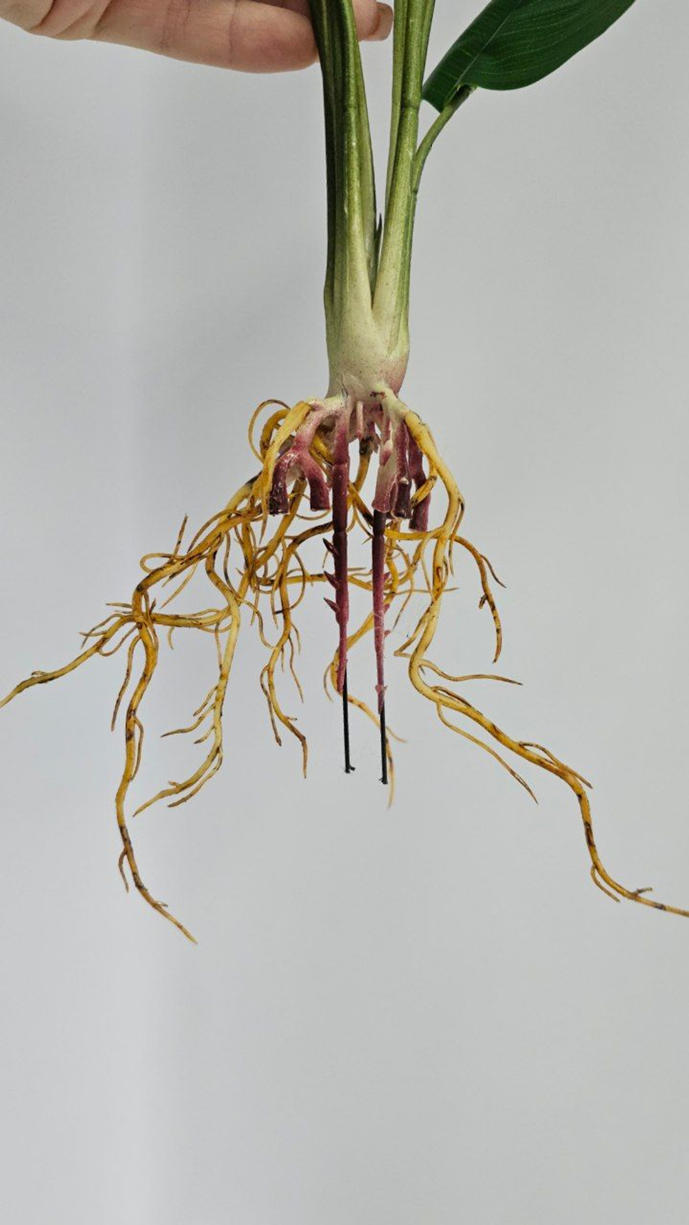 Куст банана с воздушными корнями / Арт 6355