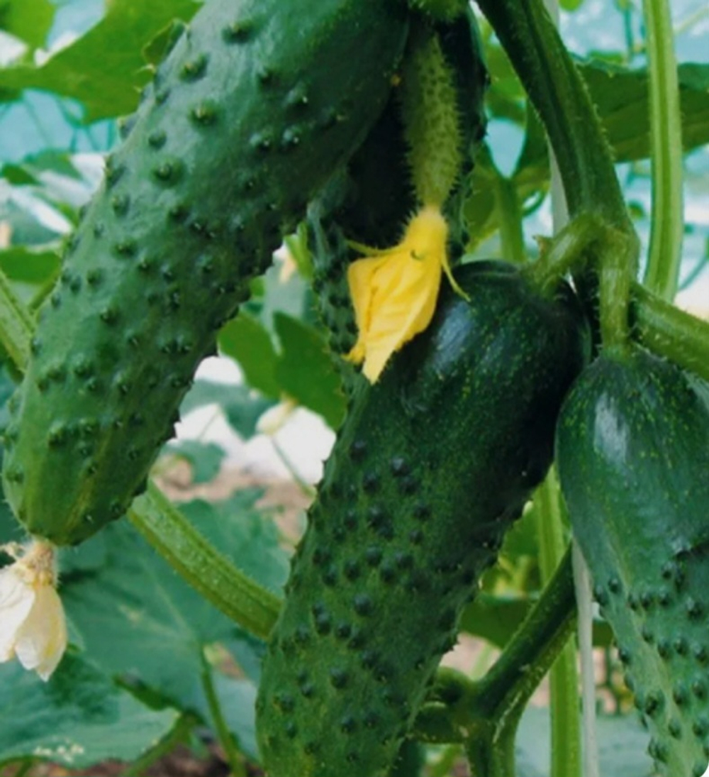 Огурец партенокарпический корнишон Мирабелл F1 / Mirabelle F1