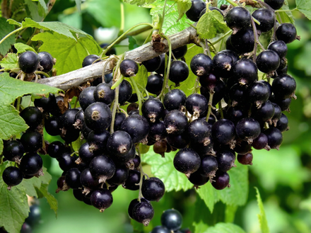 Саженец Смородины черной «Бессемянка» (Уникальная! "Без семян", Десертный вкус, Нежная мякоть)