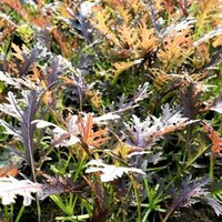 Мизуна - Ажурная Японская Капуста - 赤 水菜 - Aka Mizuna