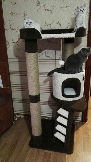 Дом для кота Н-7