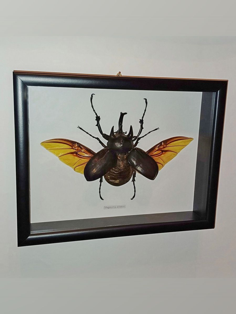 Жук Megasoma acteon в рамке