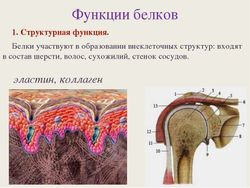 Коллаген говяжий (MegaProtein ST)