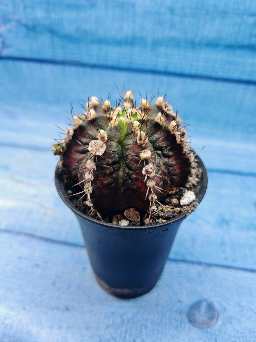 Gymnocalycium T-Rex Pink hybrid (Гимнокалициум)