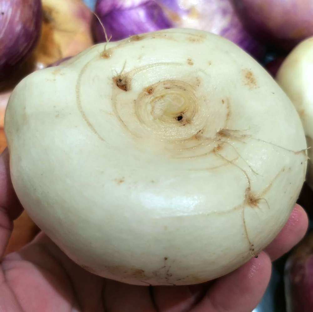 Репа Исконная Русская Сладкая