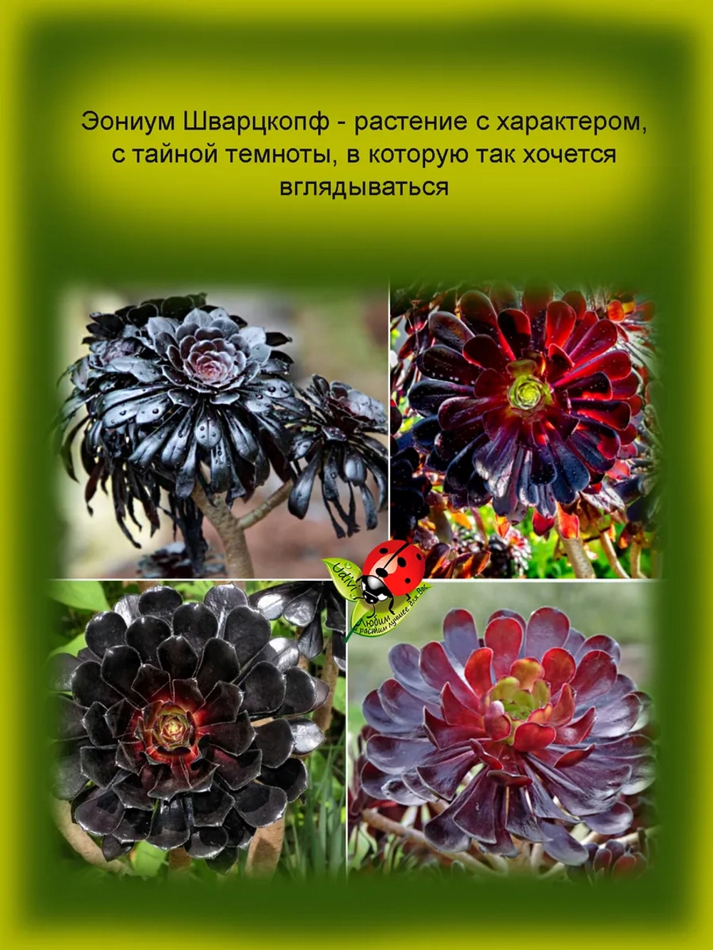 Эониум Шварцкопф чёрный
