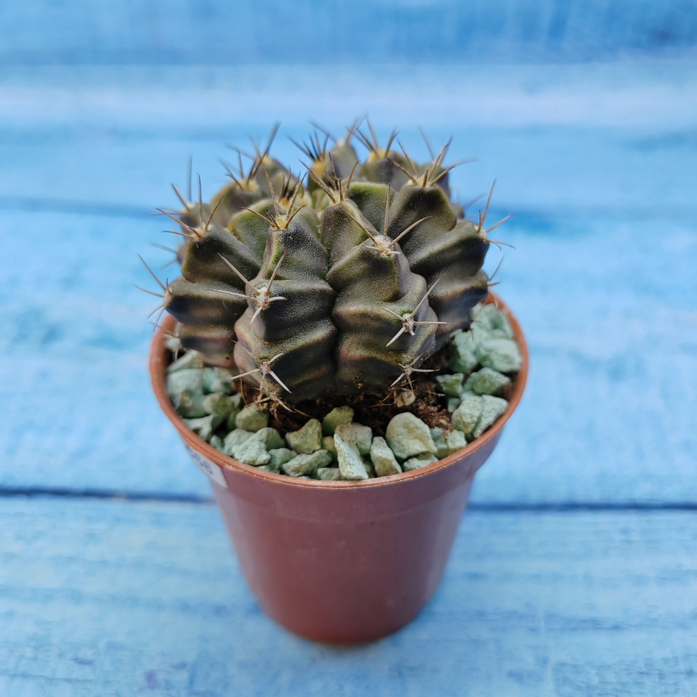 Gymnocalycium Friedrichii (Гимнокалициум)