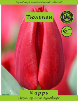 Тюльпан Луковица, Карри, 6+ шт