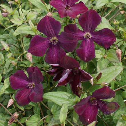 Клематис Роял Велюр С2