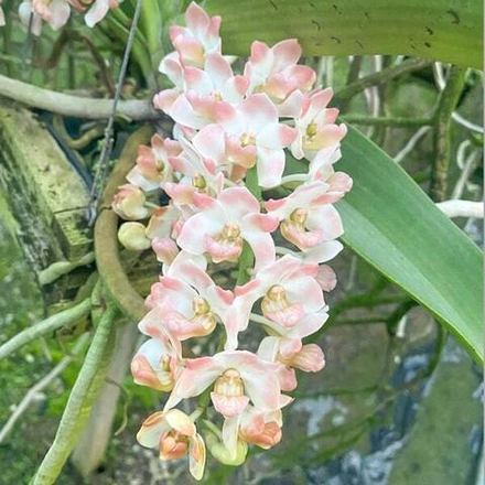 Ринхостилис RHY 30-SAENG PRATHIP