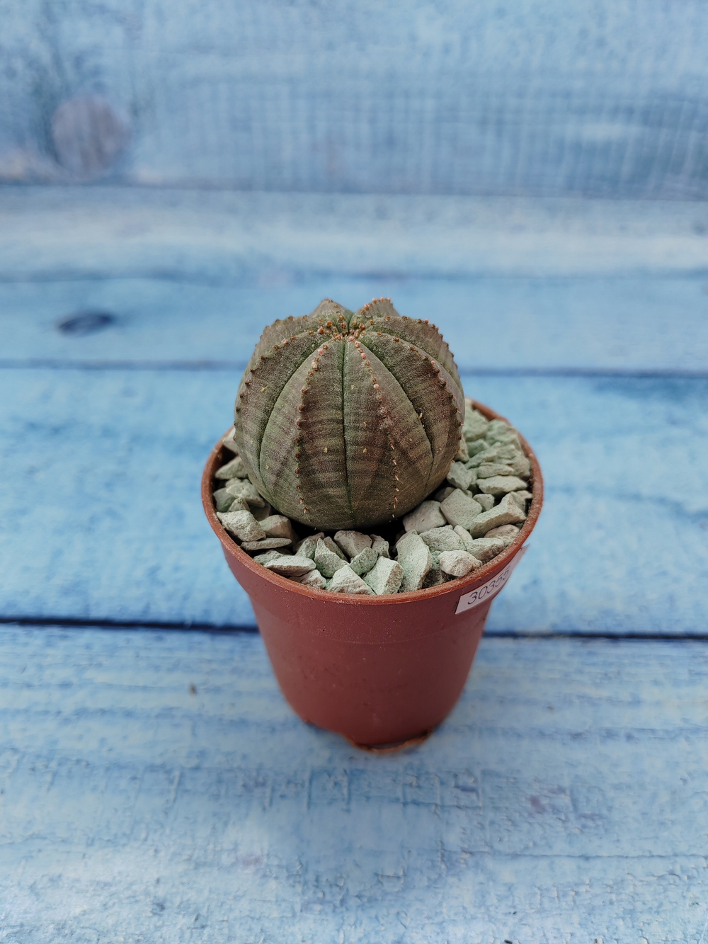Euphoria Obesa (Эуфорбия)