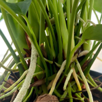 Антуриум Андрэ MELITO