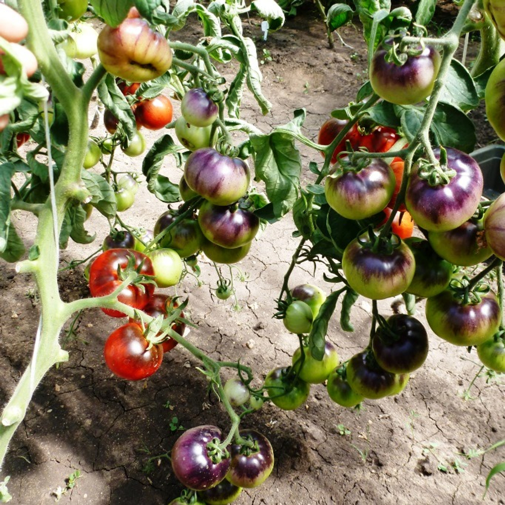 Помидоры - Red Charcoal - Красный Уголь