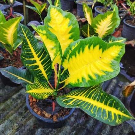 Кротон MAEW SUEA FAI