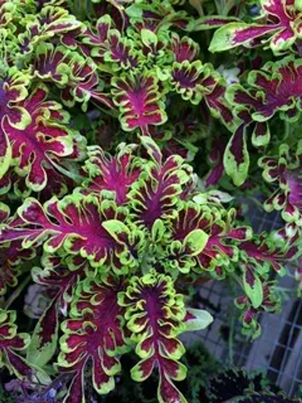 Колеус Electric coral