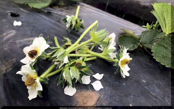 Первая помощь обмороженным растениям: что делать после заморозков | Практическое руководство