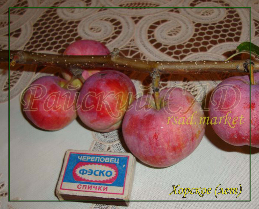 Яблоня Хорское
