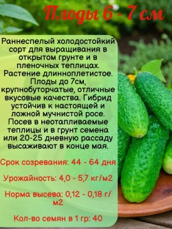 Семена Огурец Изящный Холодостойкий ранний2гр